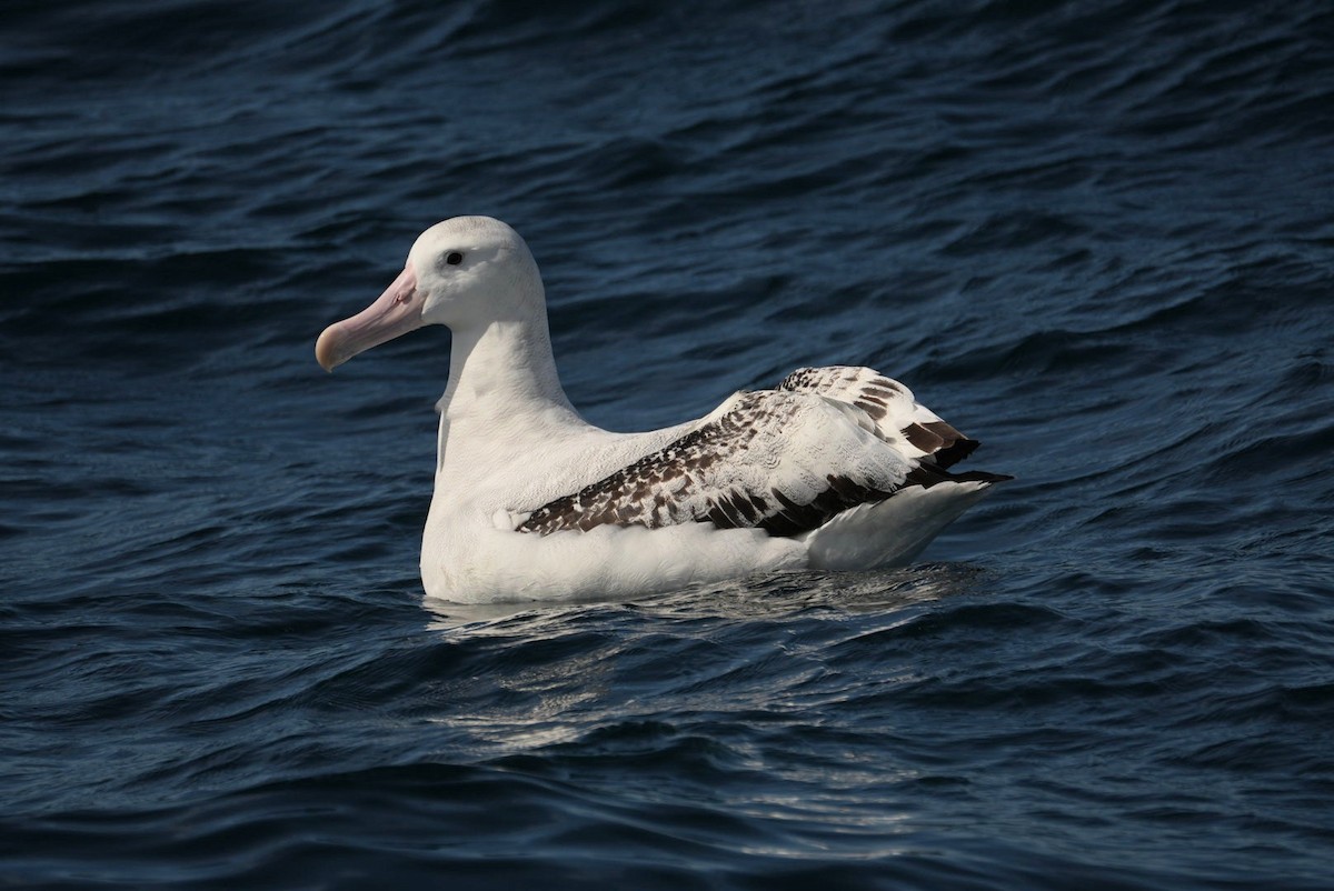 Snowy/Tristan/Antipodean Albatross - ML646338397