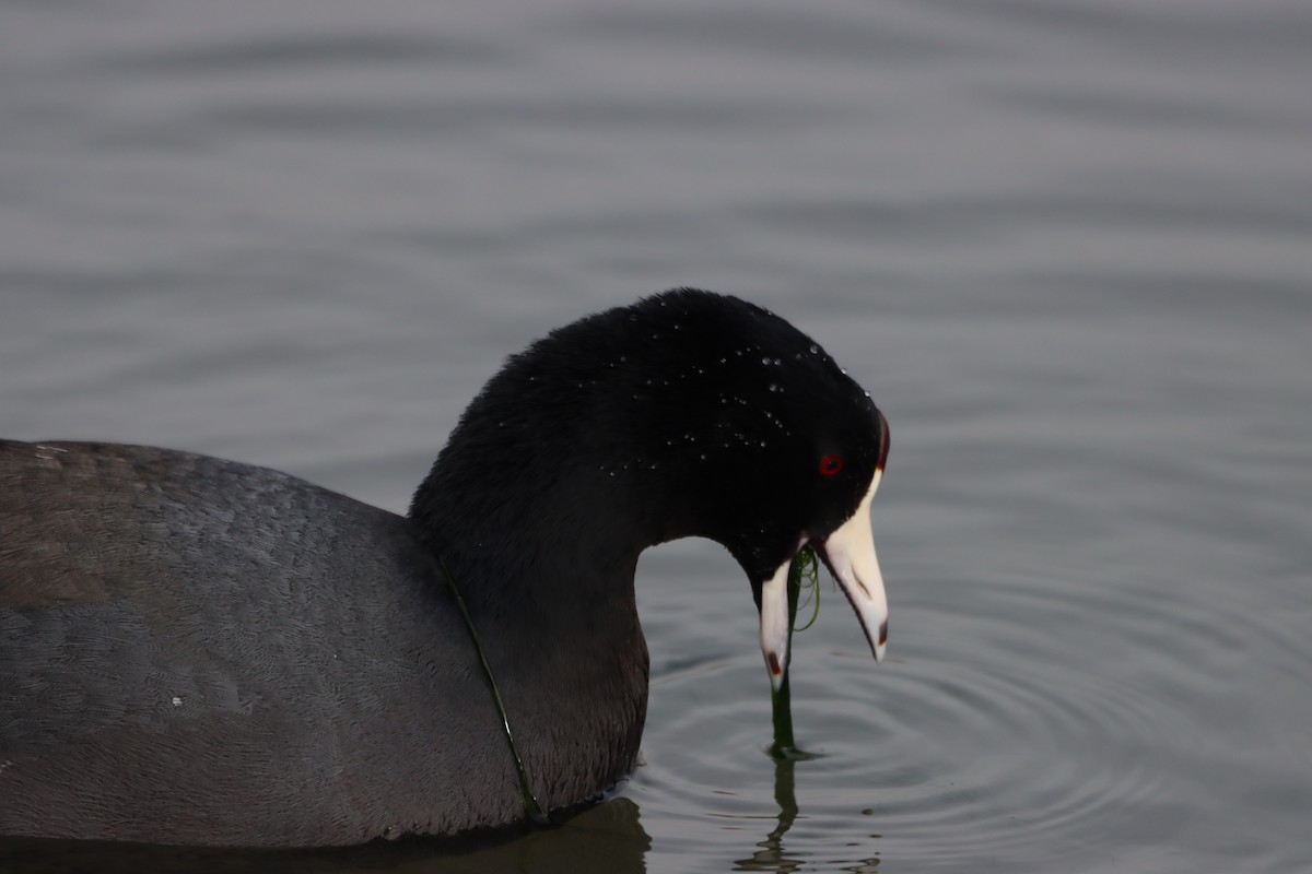 American Coot - ML646338398