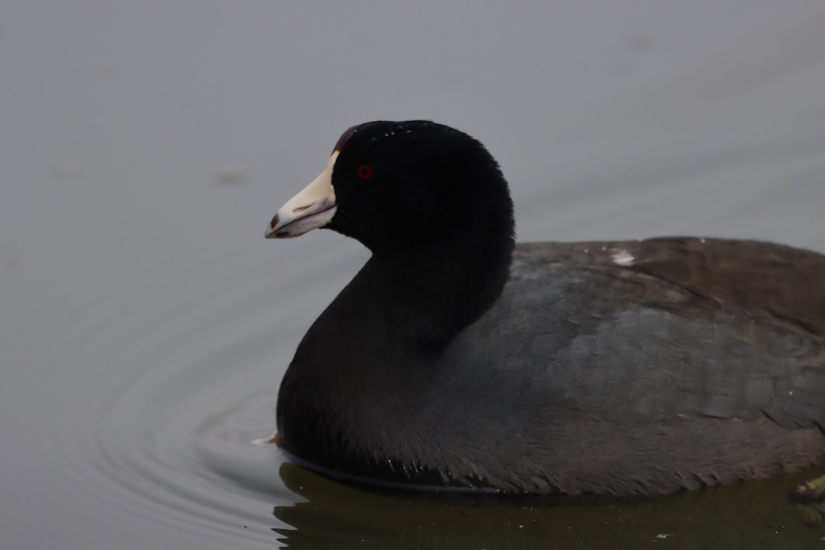 American Coot - ML646338399