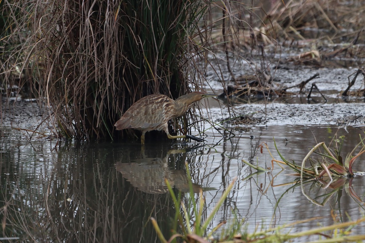 Бугай американський - ML646338401