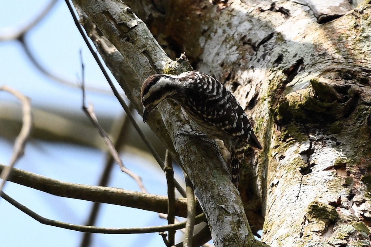 Sunda Pygmy Woodpecker - ML646338408