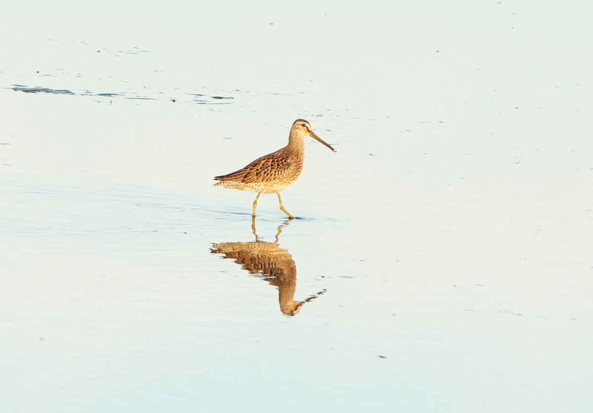 חרטומנית קצרת-מקור - ML646338414