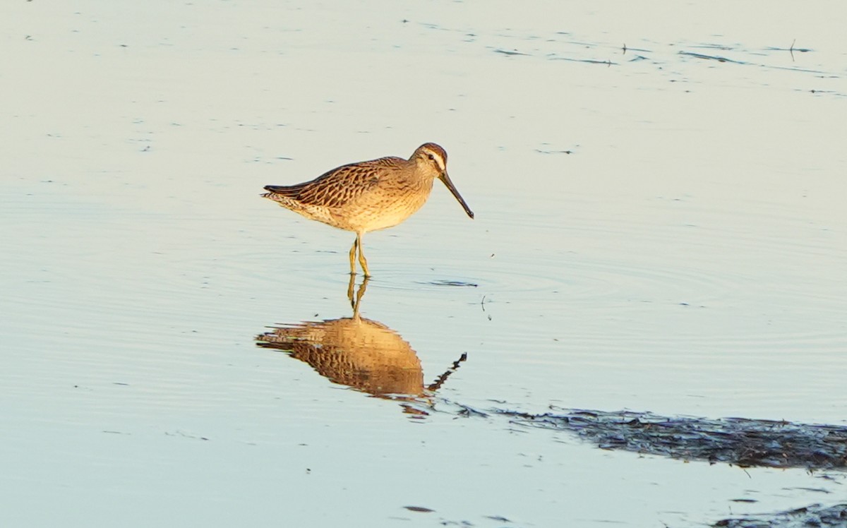 חרטומנית קצרת-מקור - ML646338415