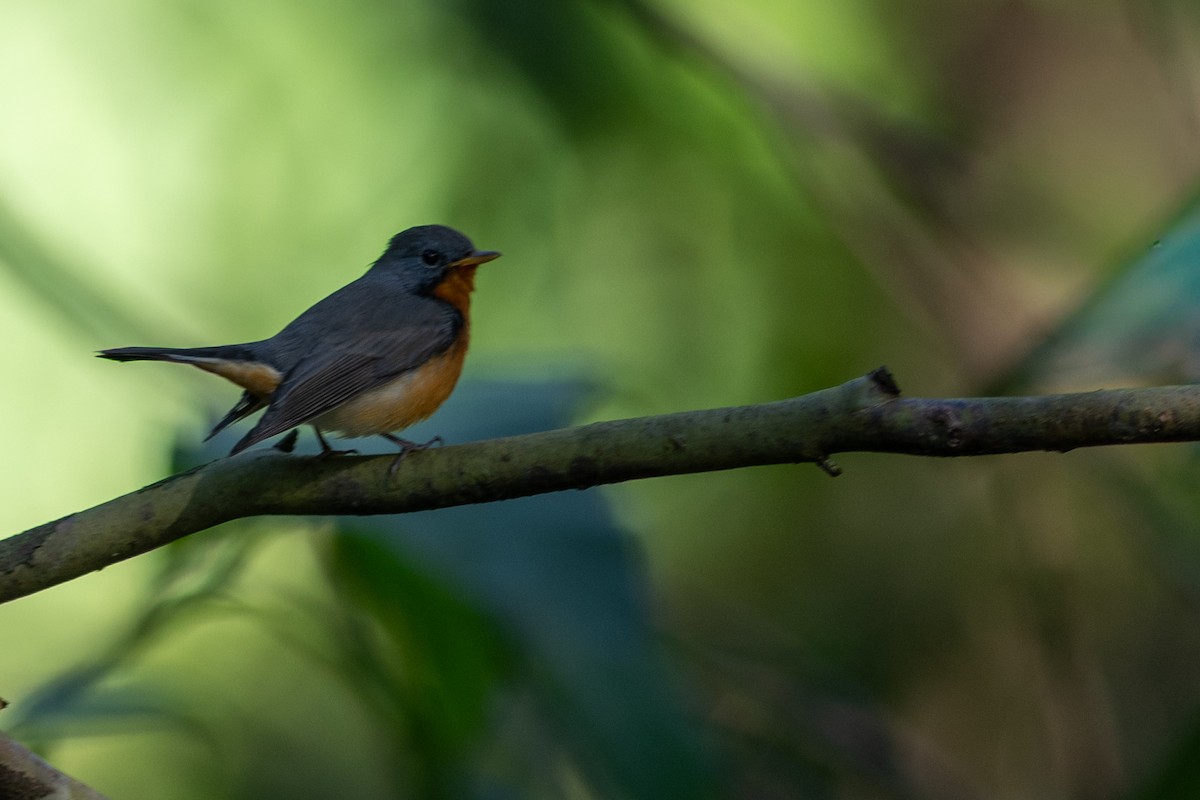 Kashmir Flycatcher - ML646338416