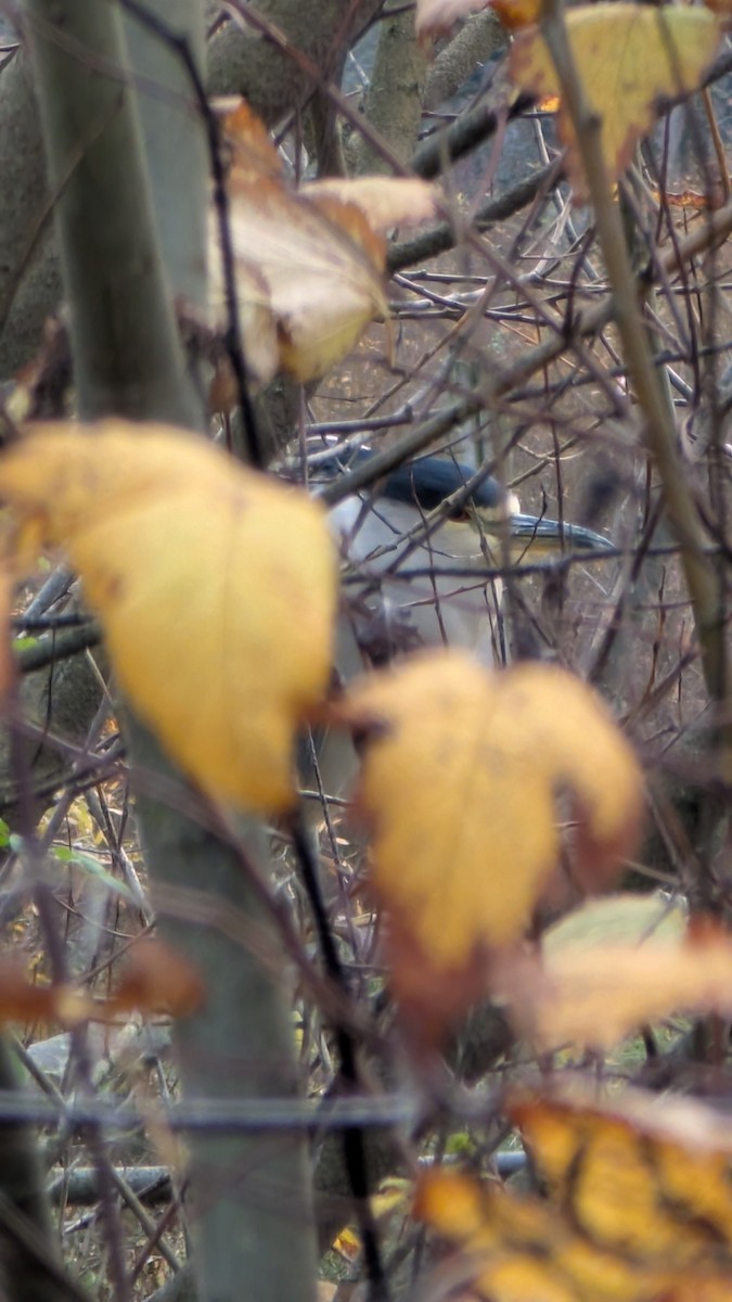 Amiltxori arrunta - ML646338418