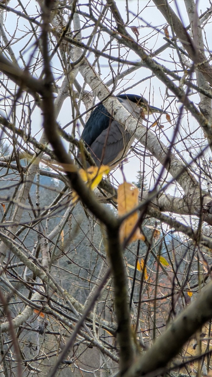 Amiltxori arrunta - ML646338419