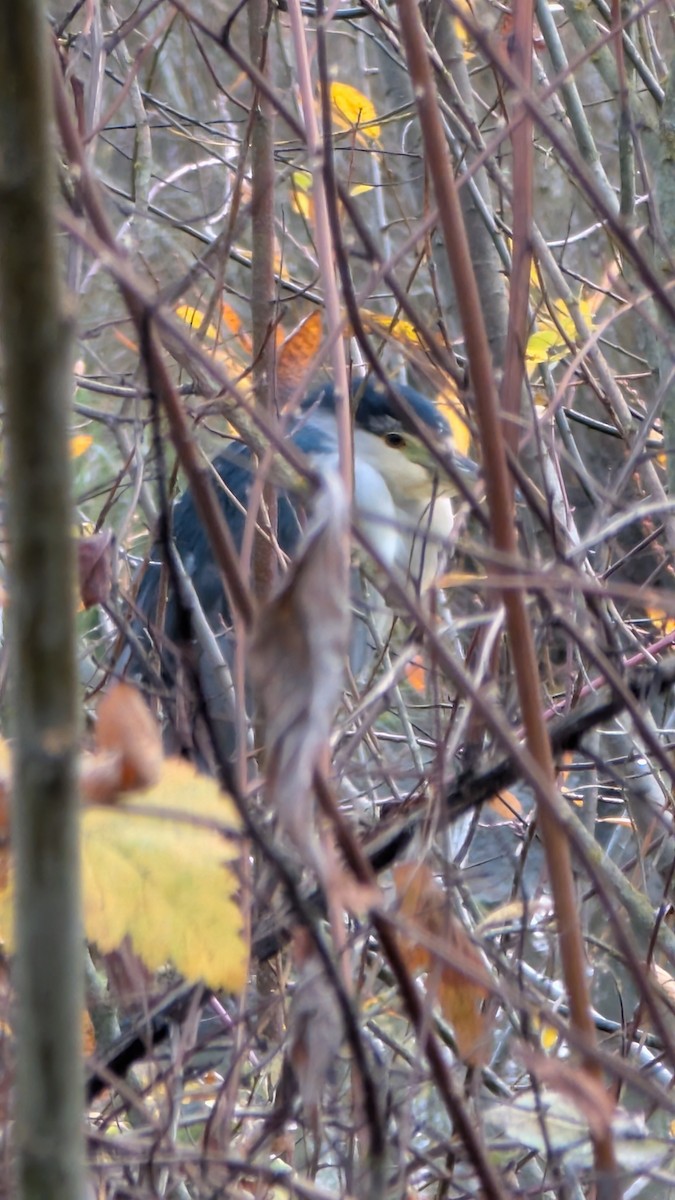 Amiltxori arrunta - ML646338420