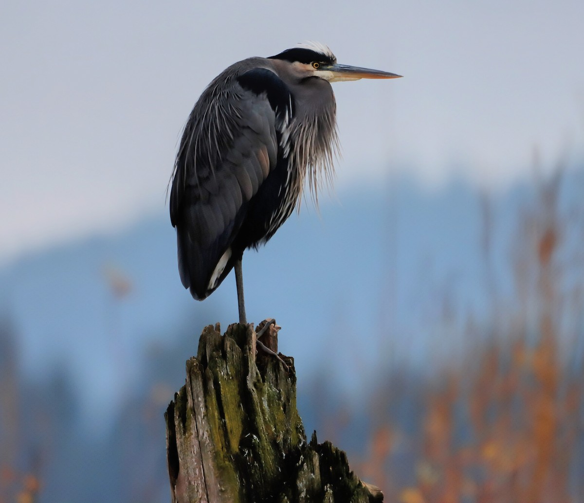 Great Blue Heron - ML646338423