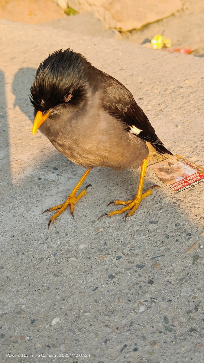 Jungle Myna - ML646338424