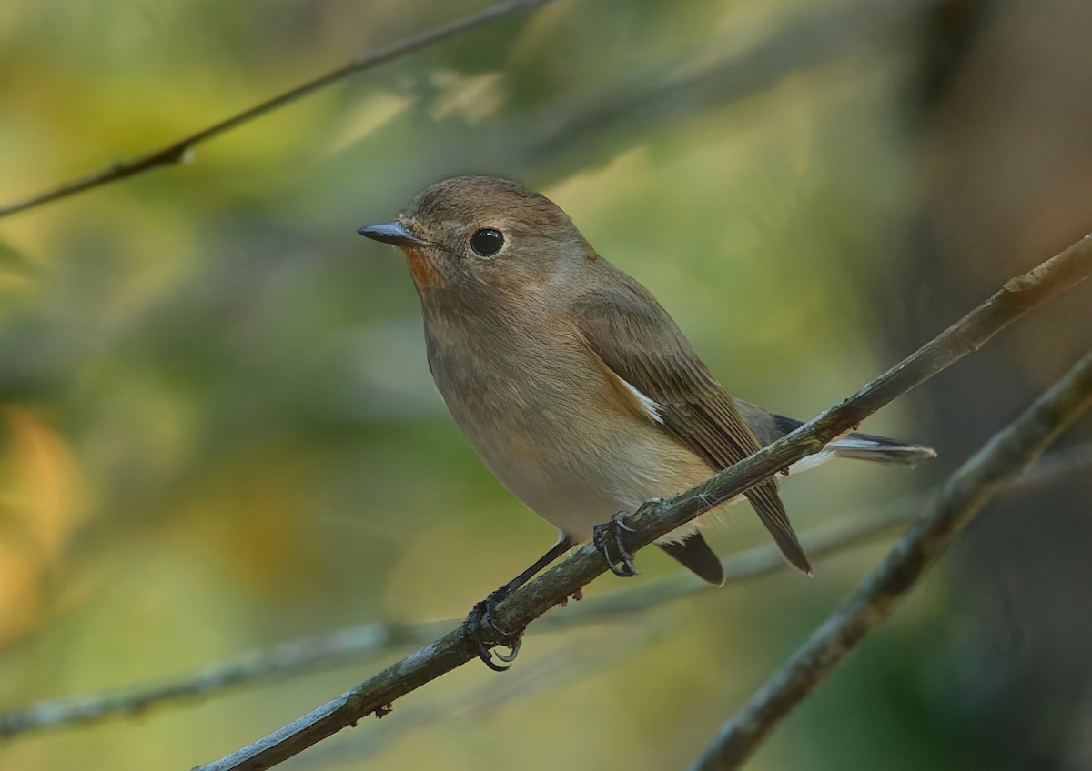 Taiga Flycatcher - ML646338425