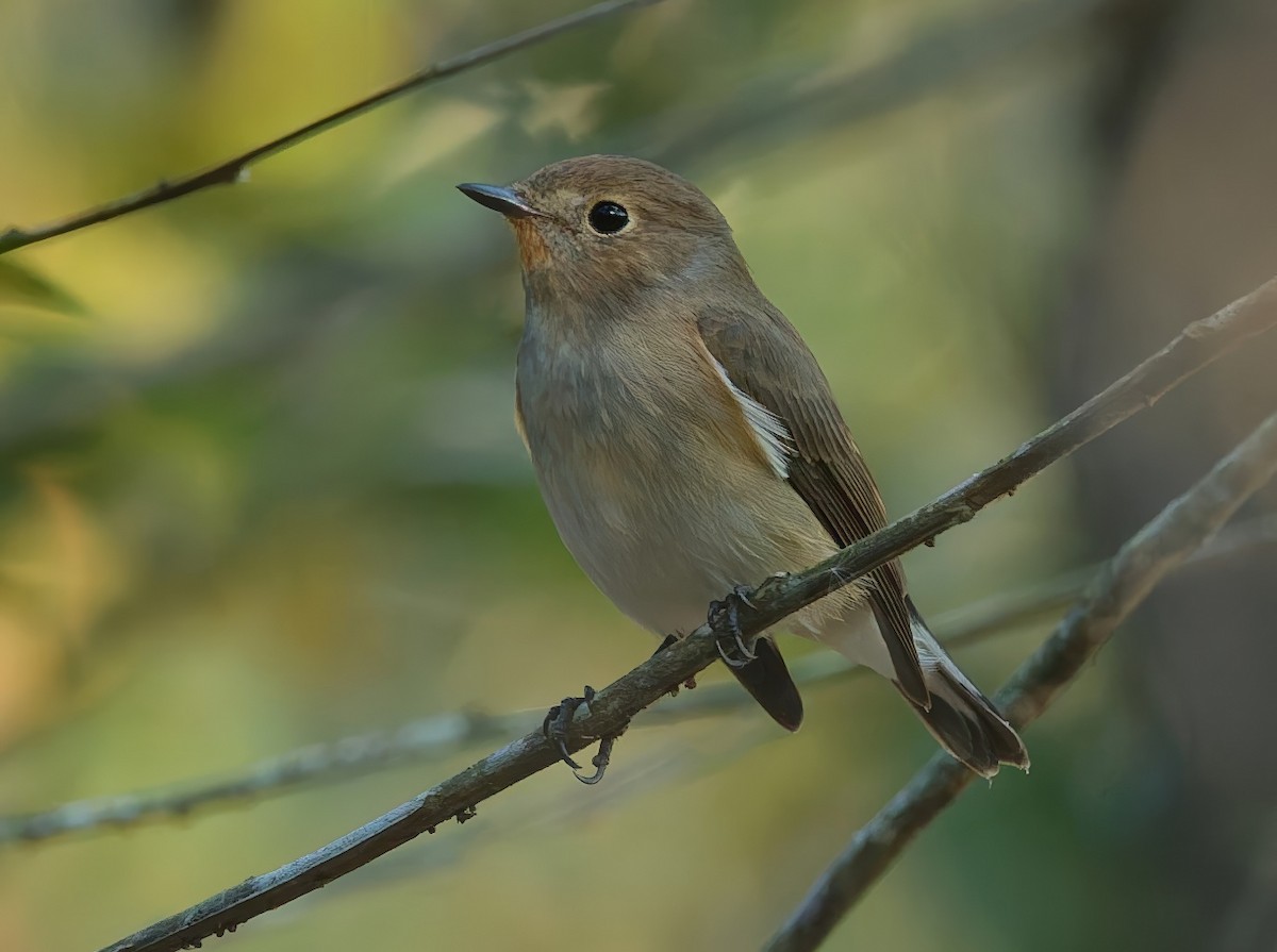 Taiga Flycatcher - ML646338426