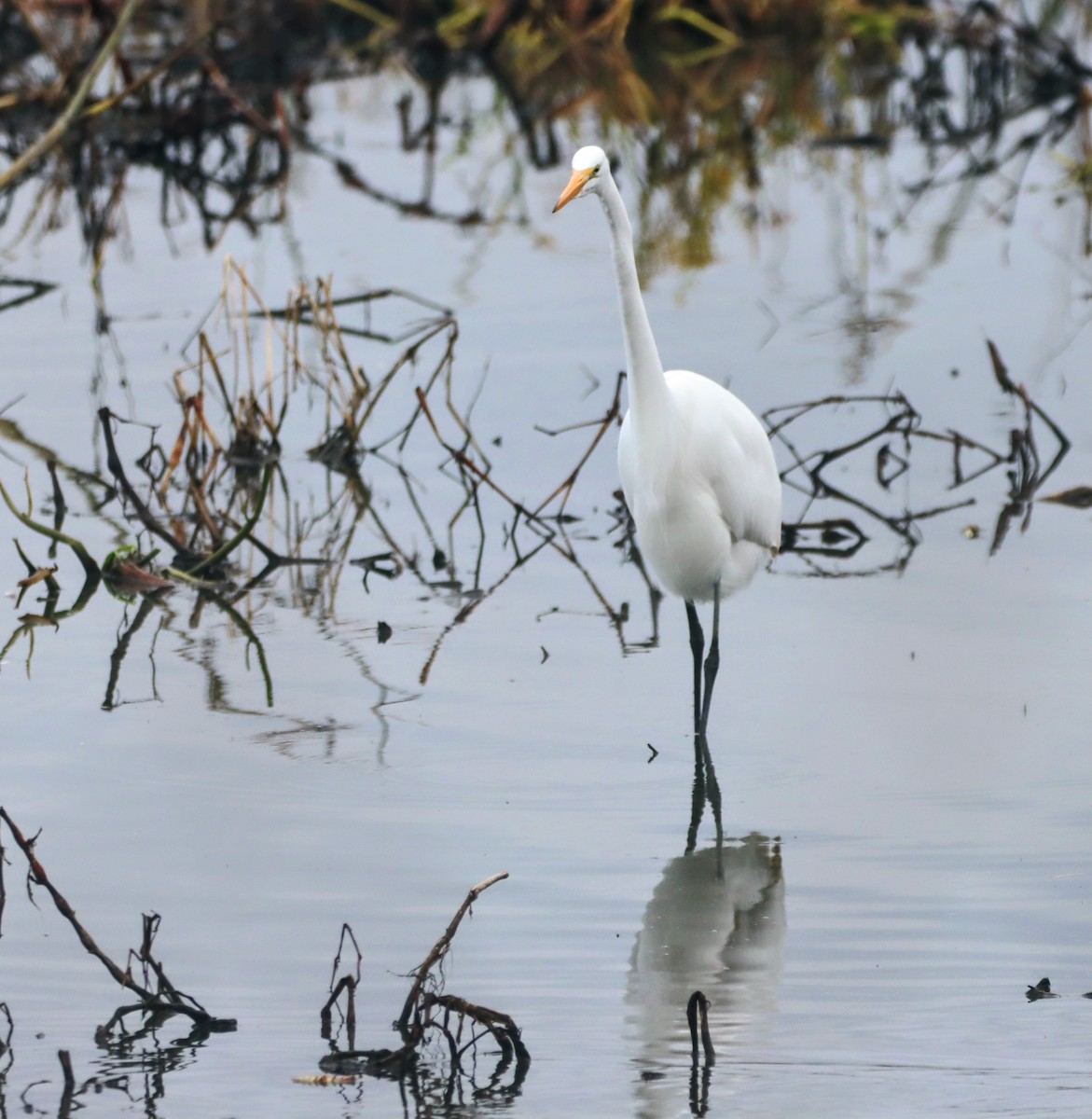 Great Egret - ML646338427