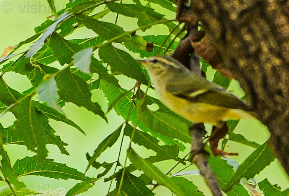 Hume's Warbler - ML646338428