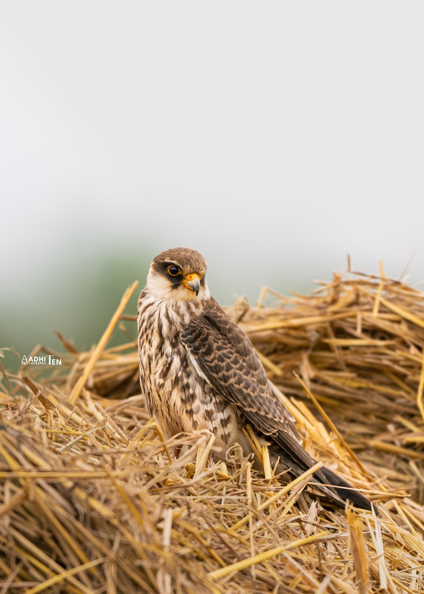 Amur Falcon - ML646338429