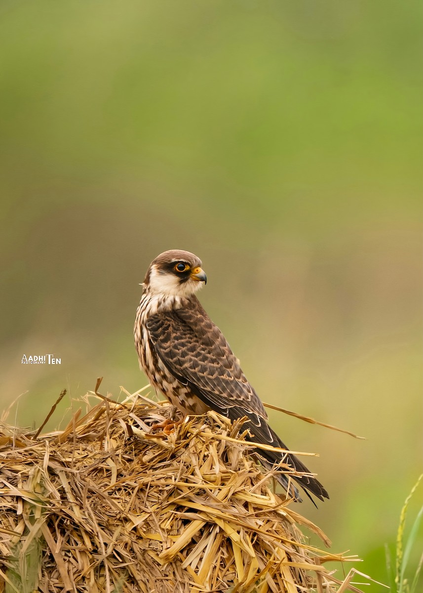 Amur Falcon - ML646338430