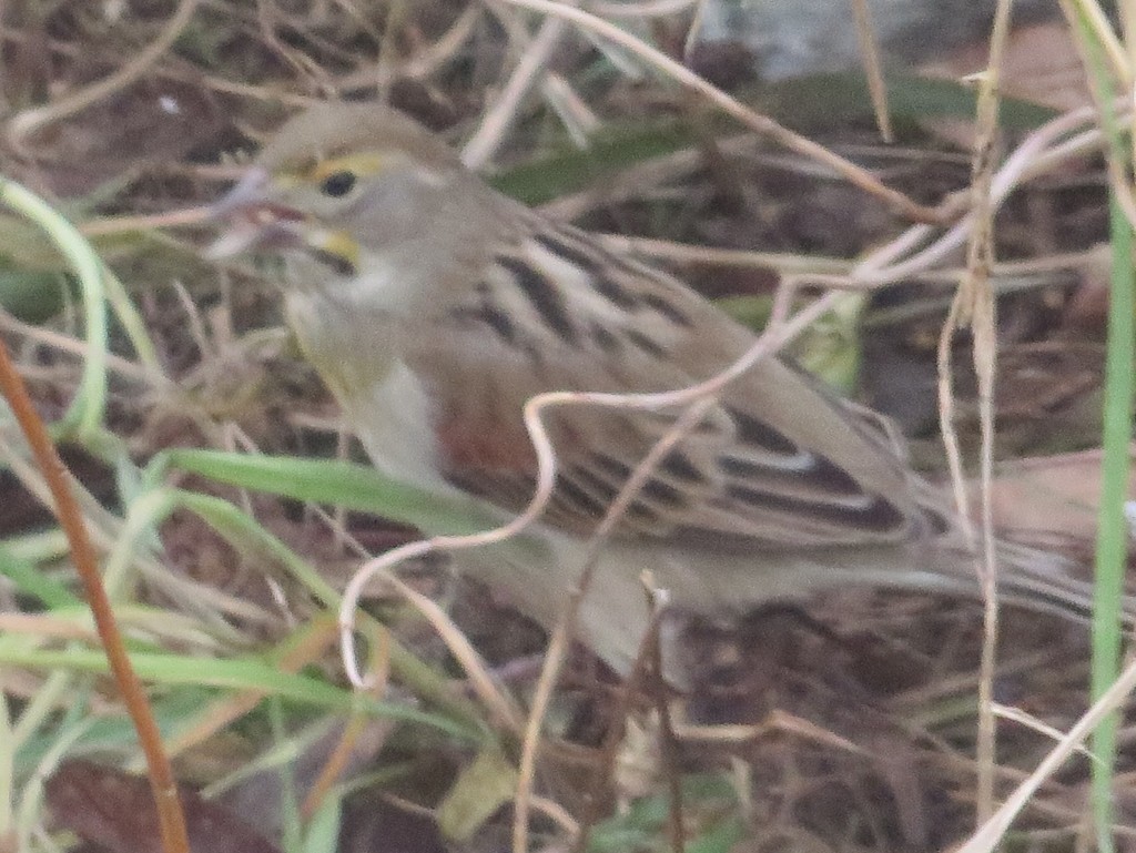 Dickcissel - ML646338431