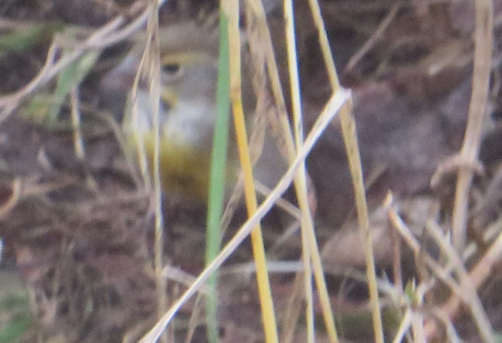 Dickcissel - ML646338432