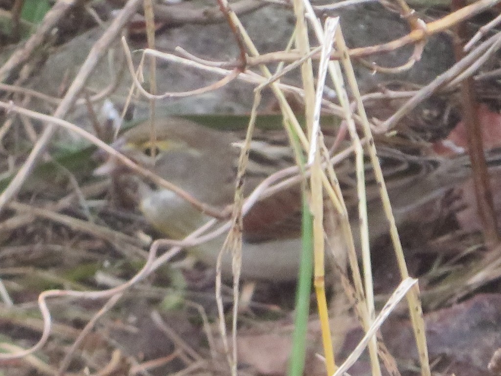 Dickcissel - ML646338433