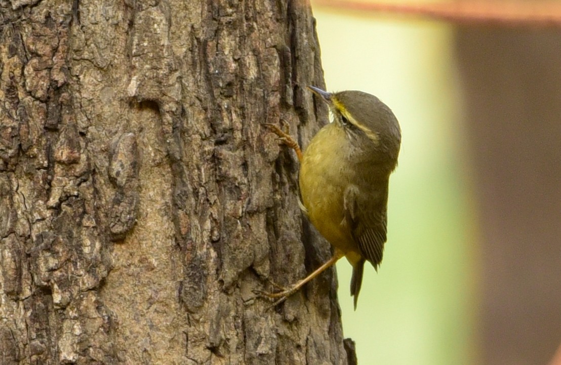 Sulphur-bellied Warbler - ML646338434