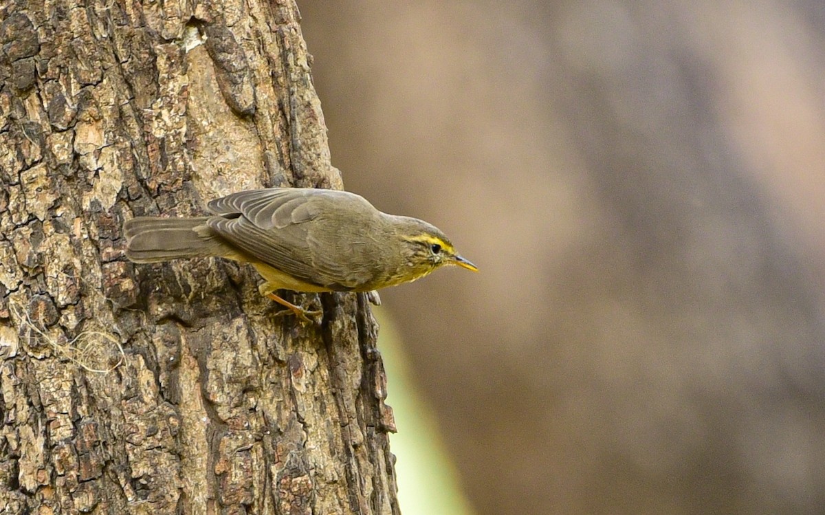 Sulphur-bellied Warbler - ML646338435