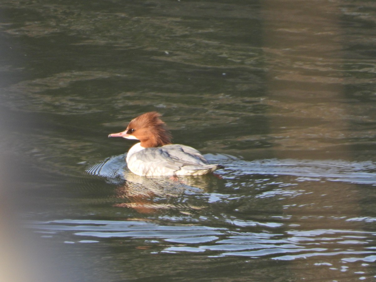 Хумхин бохио - ML646338437