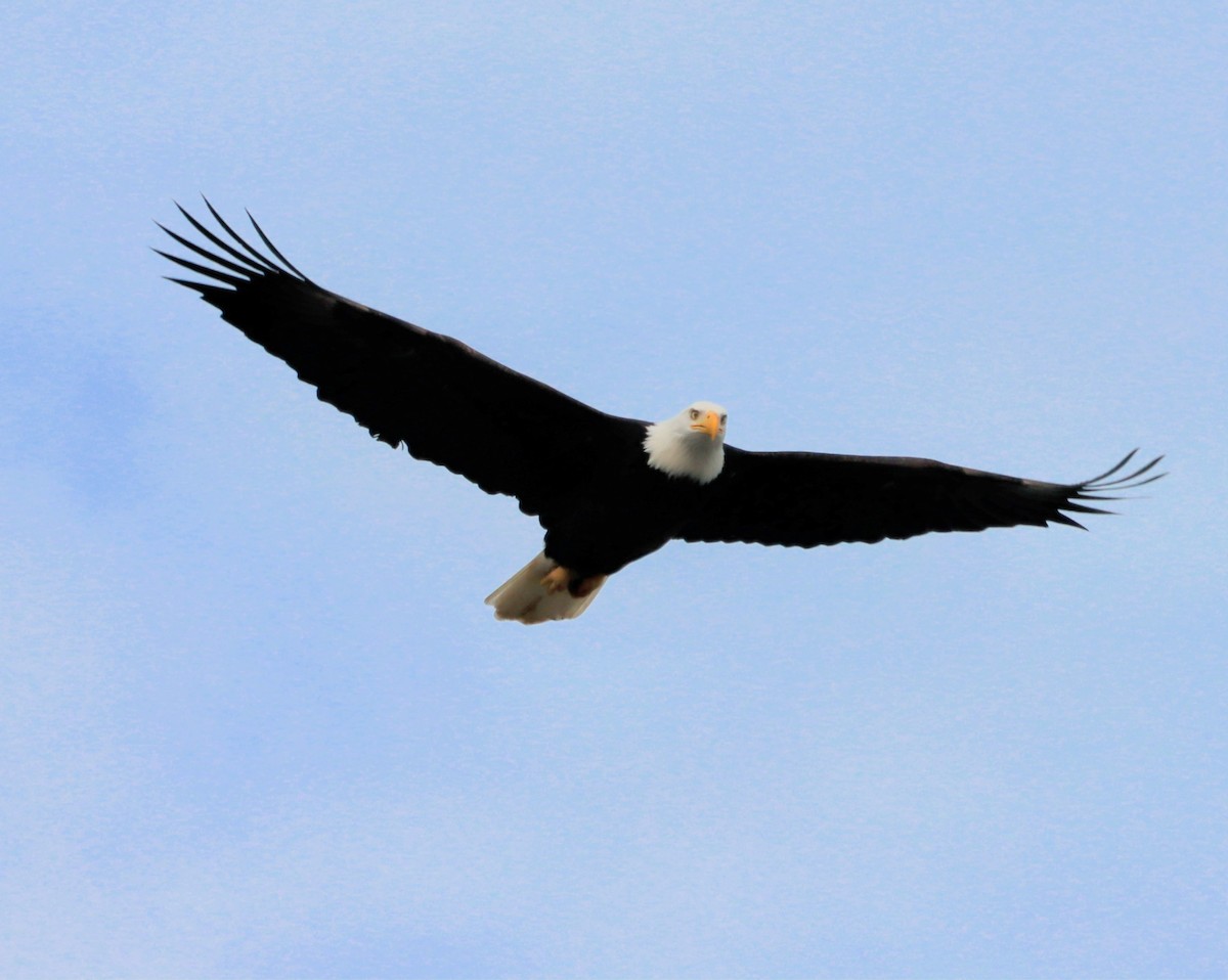 Bald Eagle - ML646338440