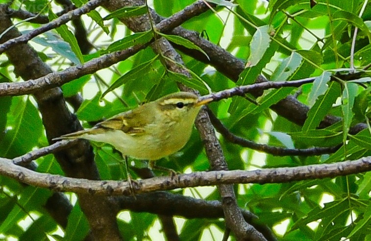 budníček zelený - ML646338441