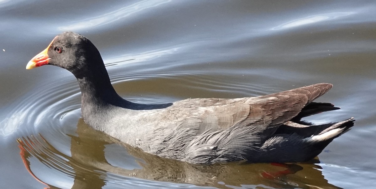 Dusky Moorhen - ML646338442