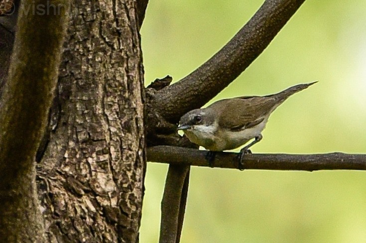 Bigiarella - ML646338443