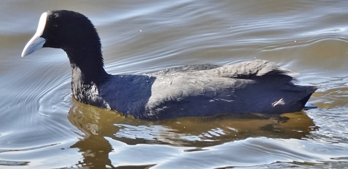 Folaga - ML646338444