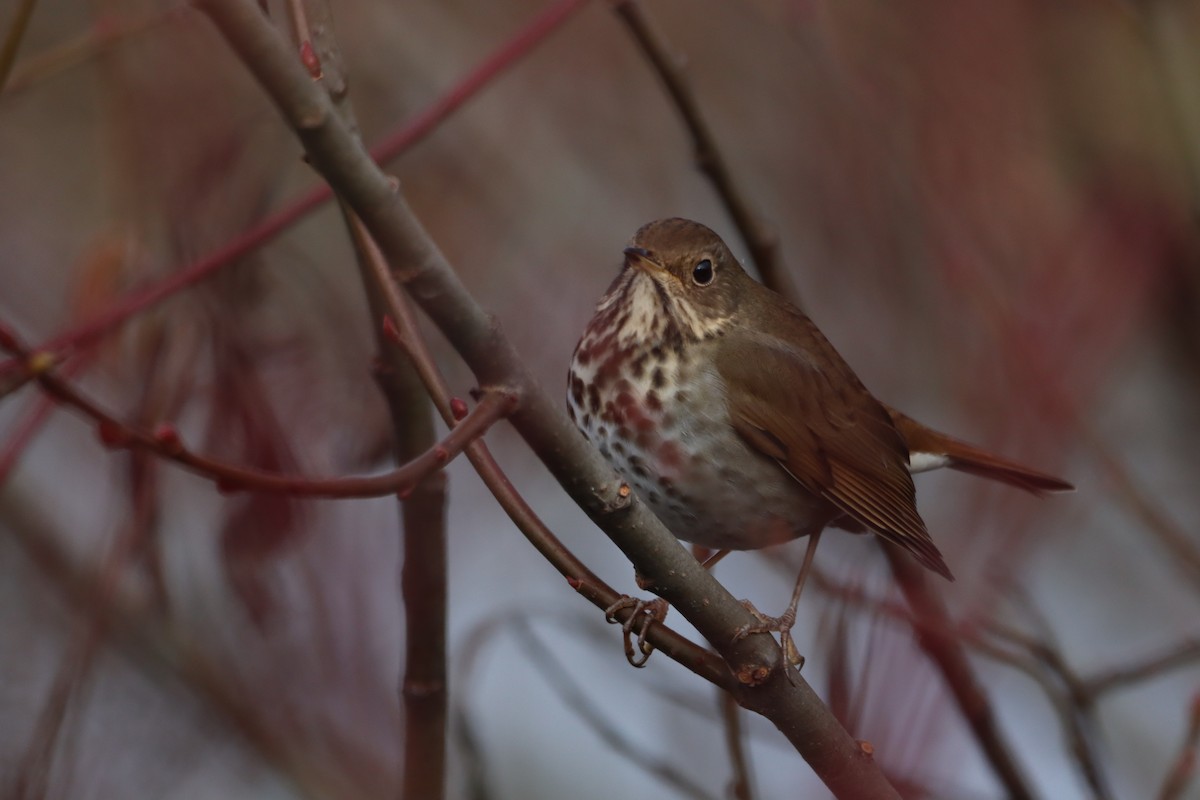 Tordo di Pallas - ML646338445