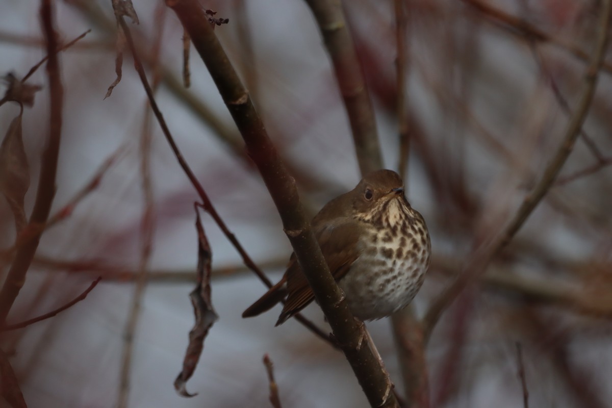 Tordo di Pallas - ML646338446