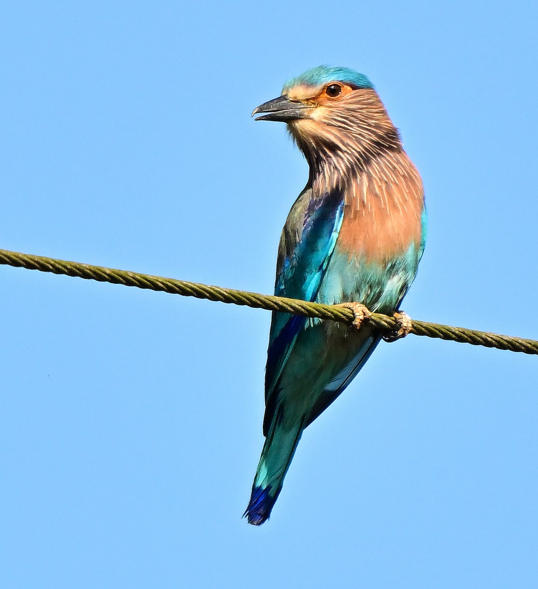 Indian Roller - ML646338447