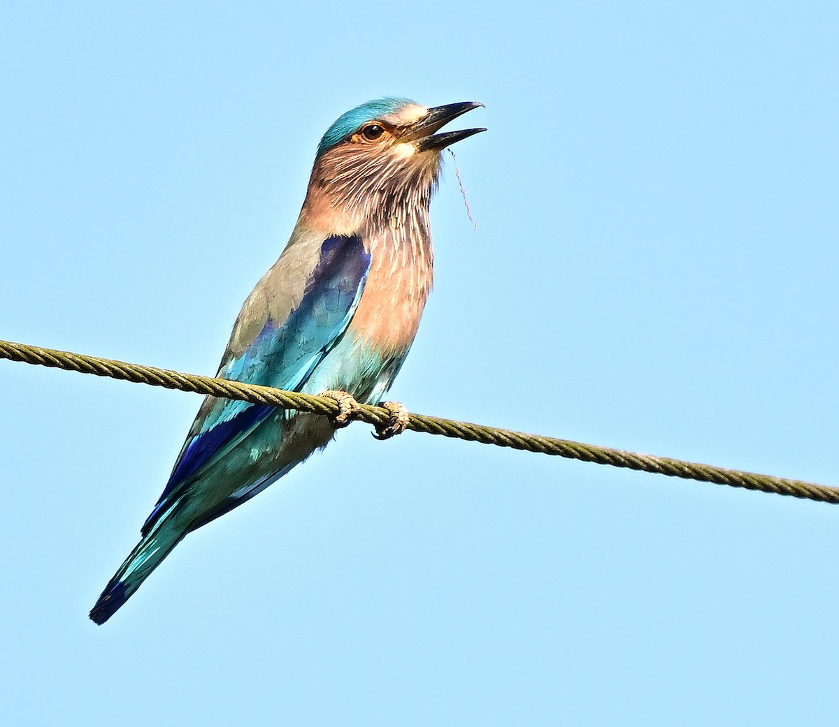Indian Roller - ML646338448