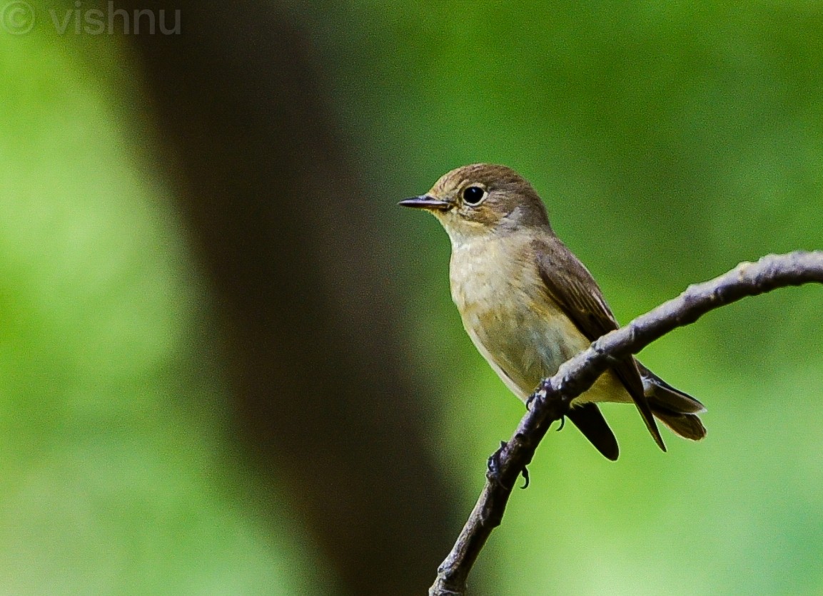 Pigliamosche pettirosso - ML646338449