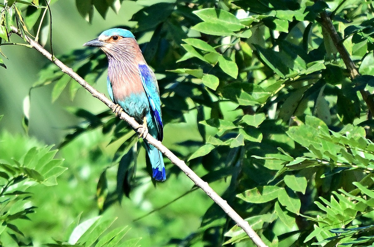 Indian Roller - ML646338450