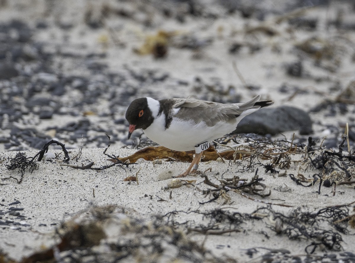 Hooded Plover - ML646338451