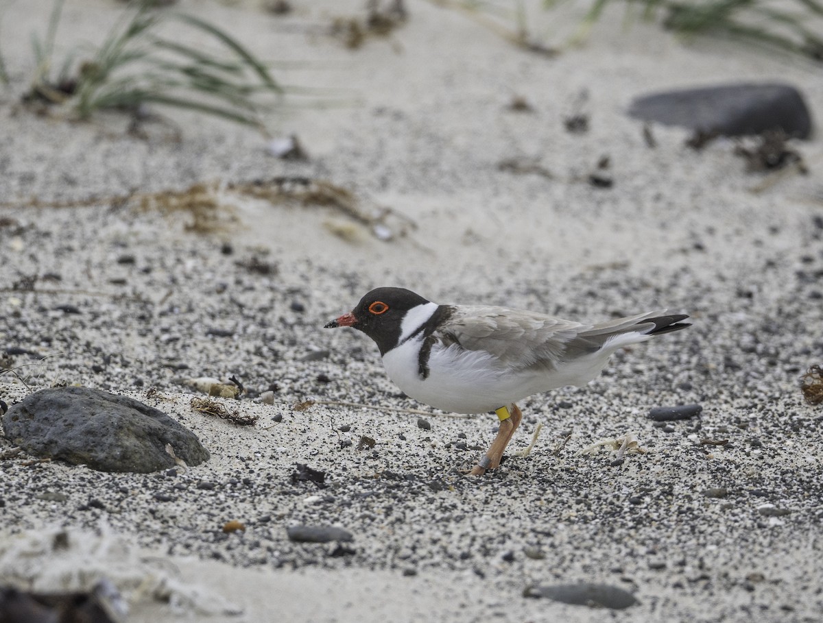 Hooded Plover - ML646338452
