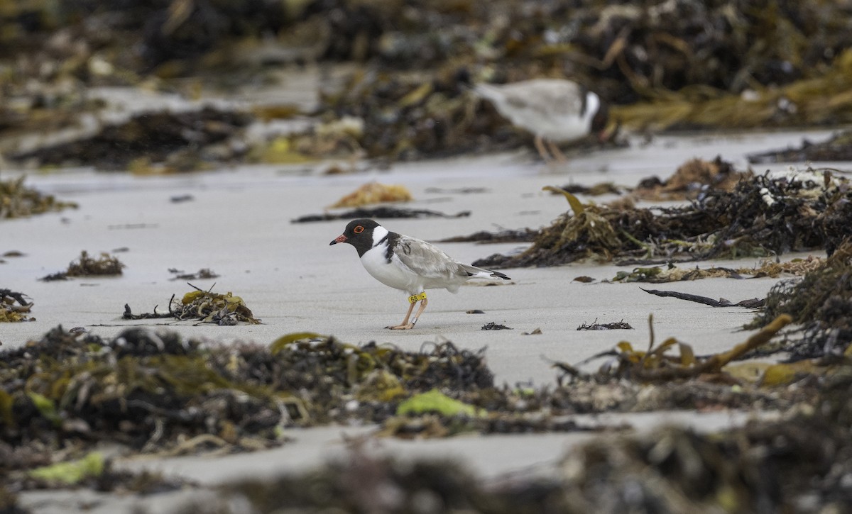 Hooded Plover - ML646338453