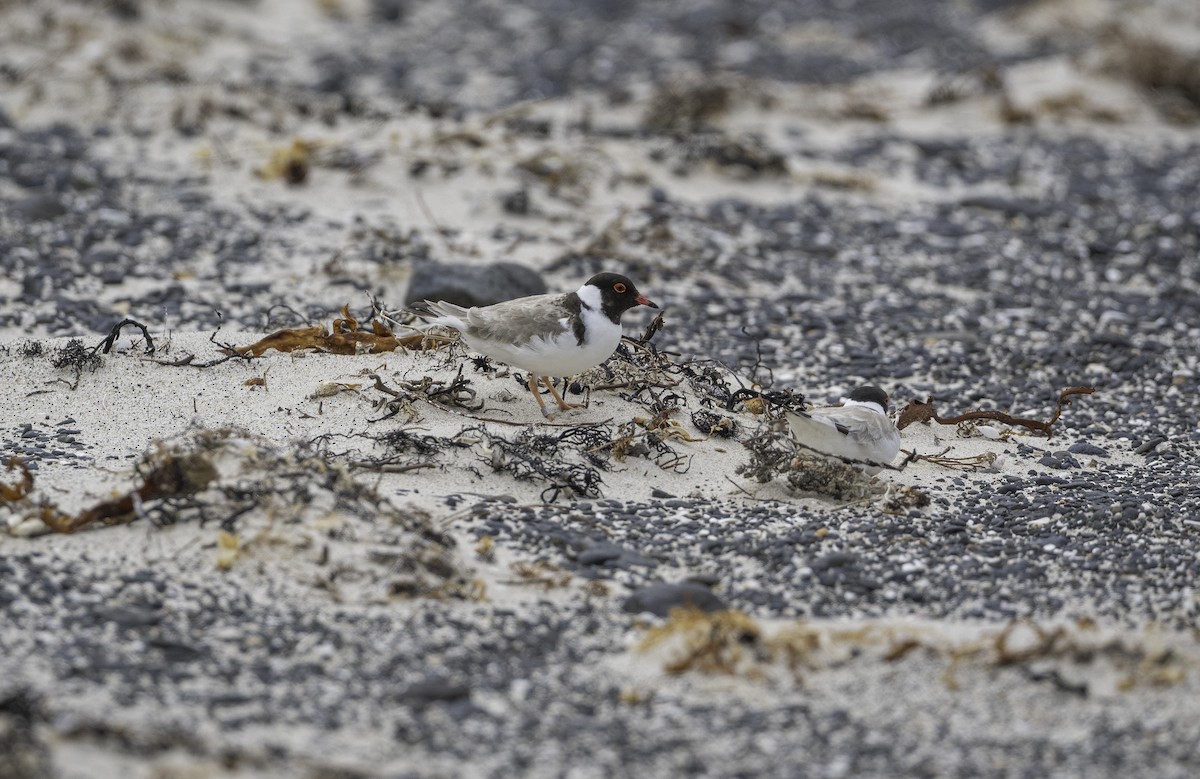 Hooded Plover - ML646338454
