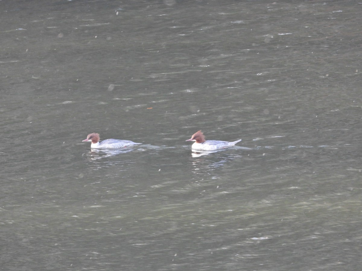 Smergo maggiore - ML646338455