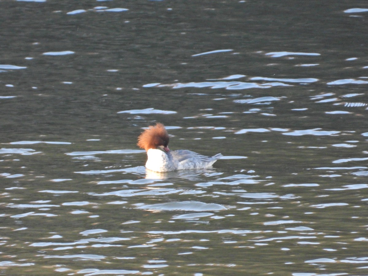 Smergo maggiore - ML646338456