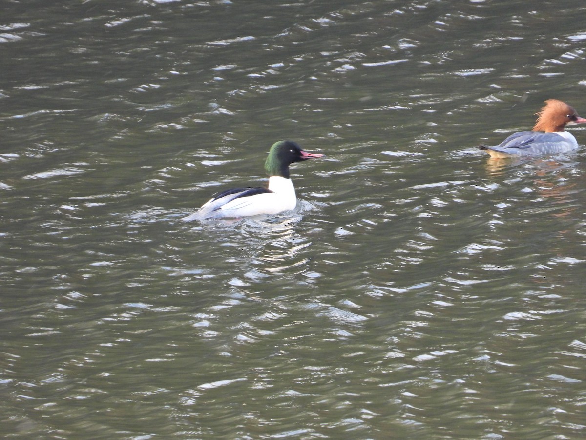 Smergo maggiore - ML646338457