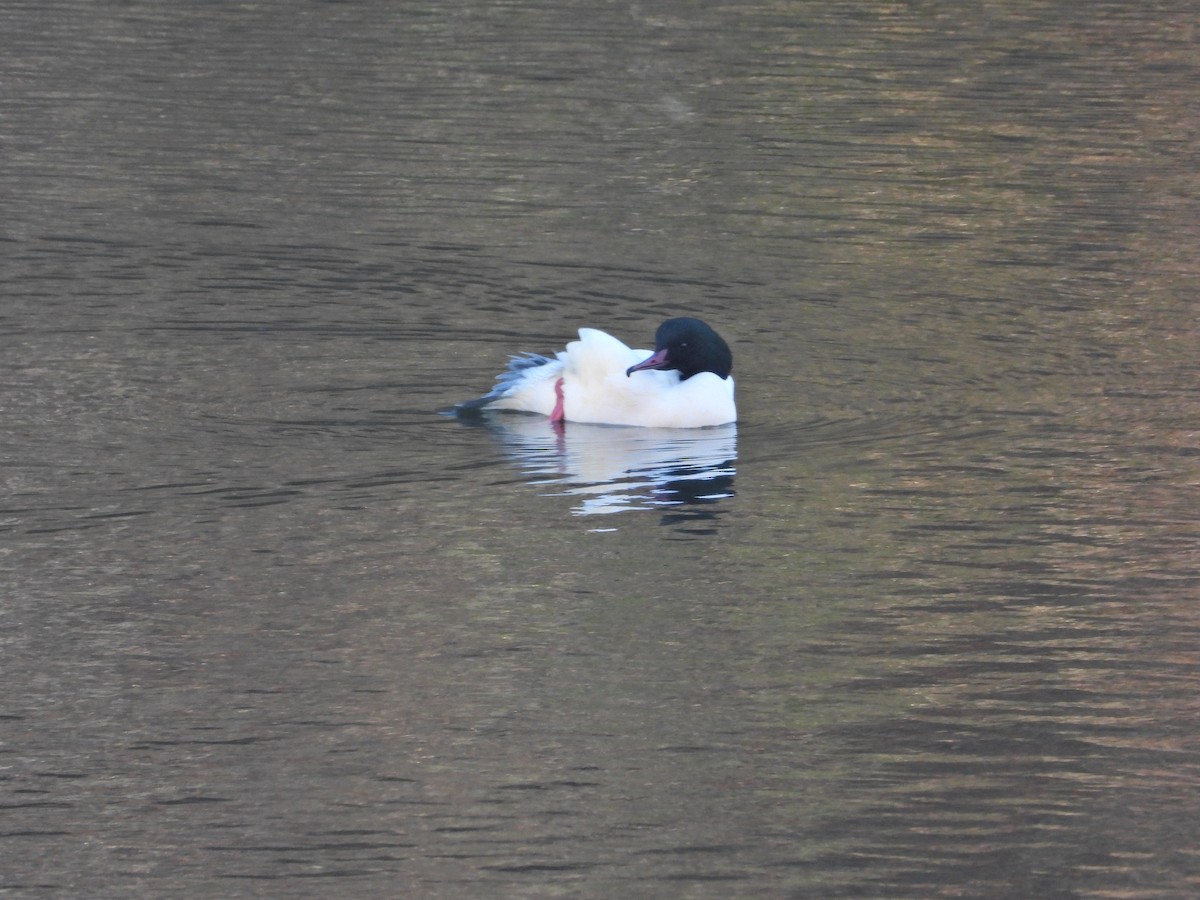 Smergo maggiore - ML646338458