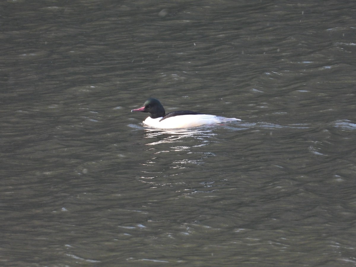 Smergo maggiore - ML646338459