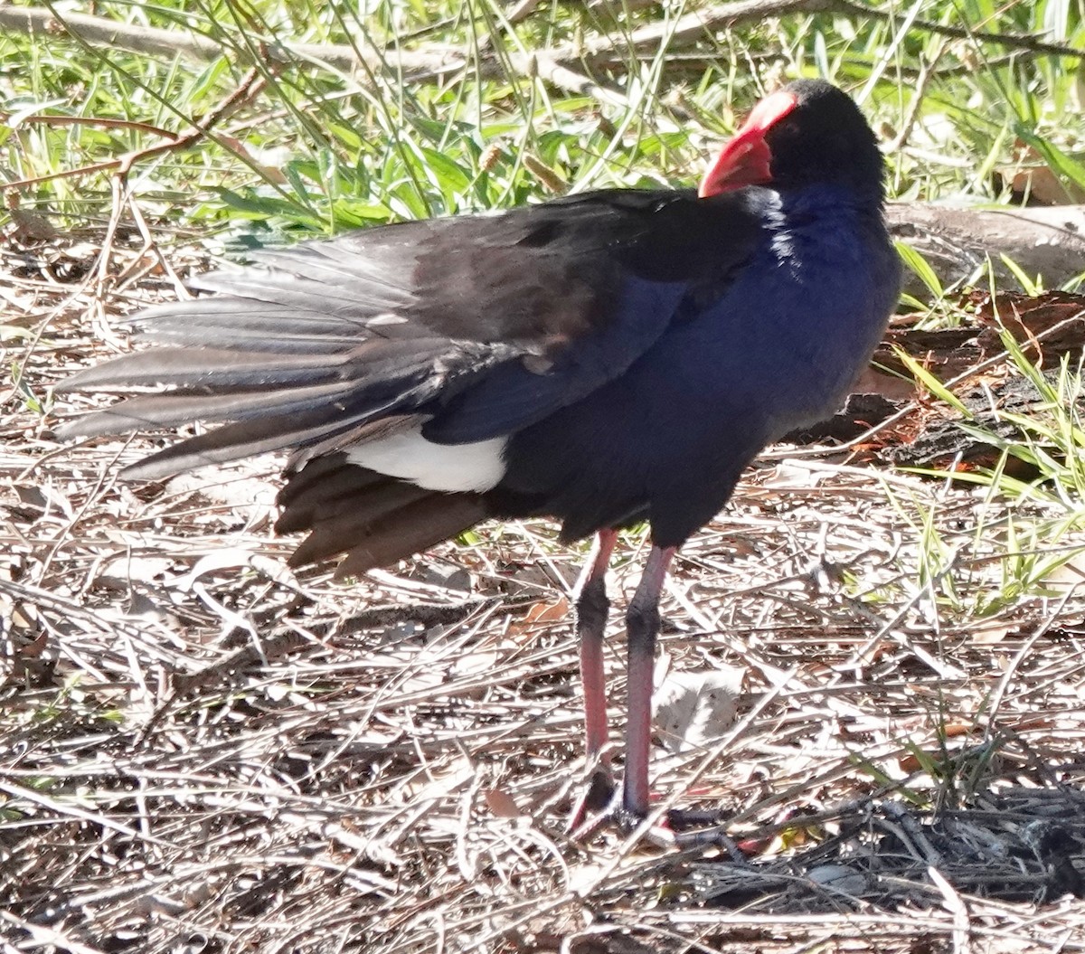 Australasian Swamphen - ML646338460