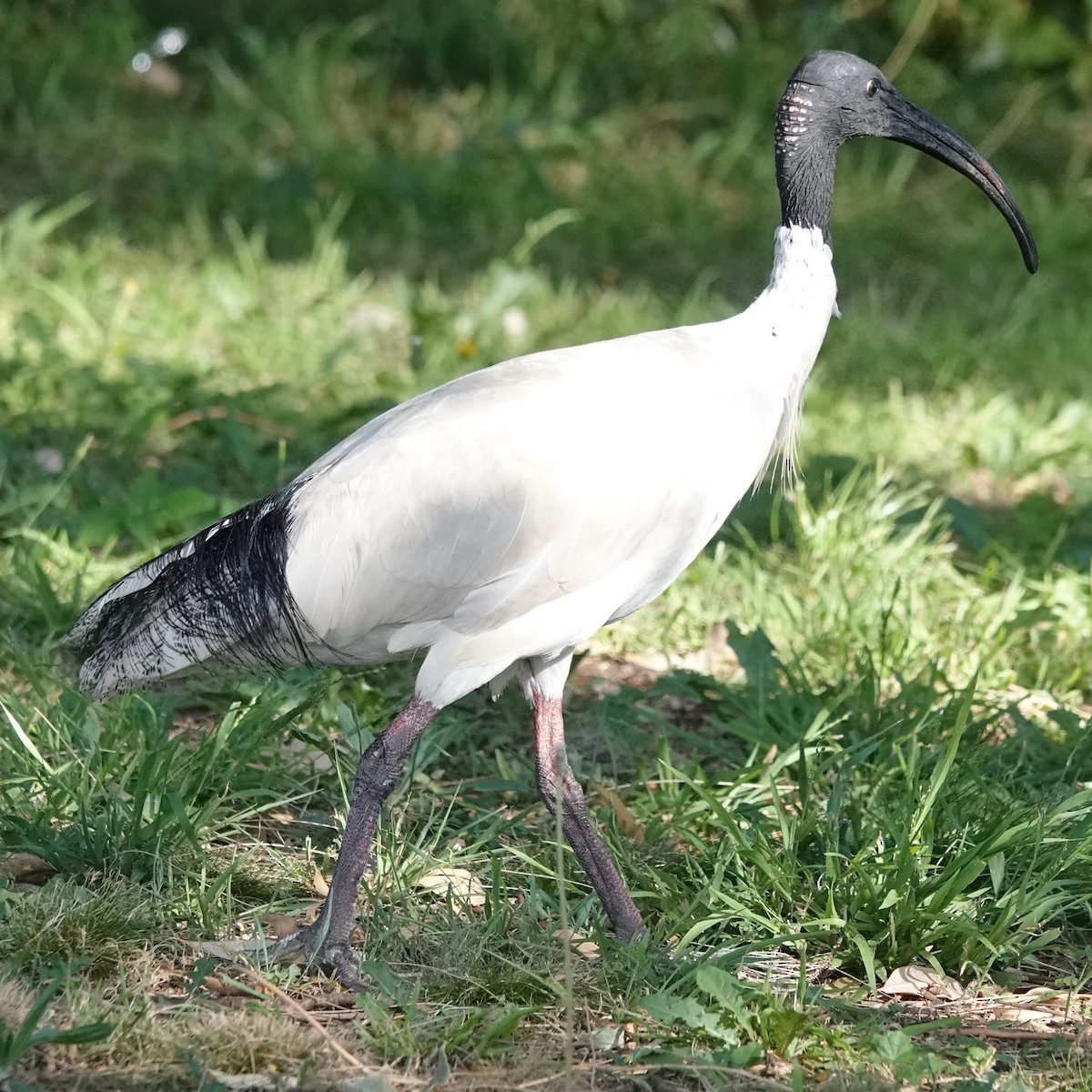 Australian Ibis - ML646338461