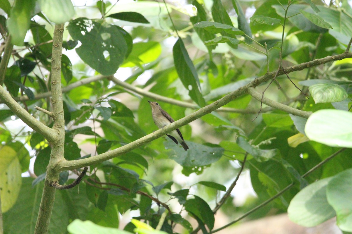Blue-and-white/Zappey's Flycatcher - ML646338462