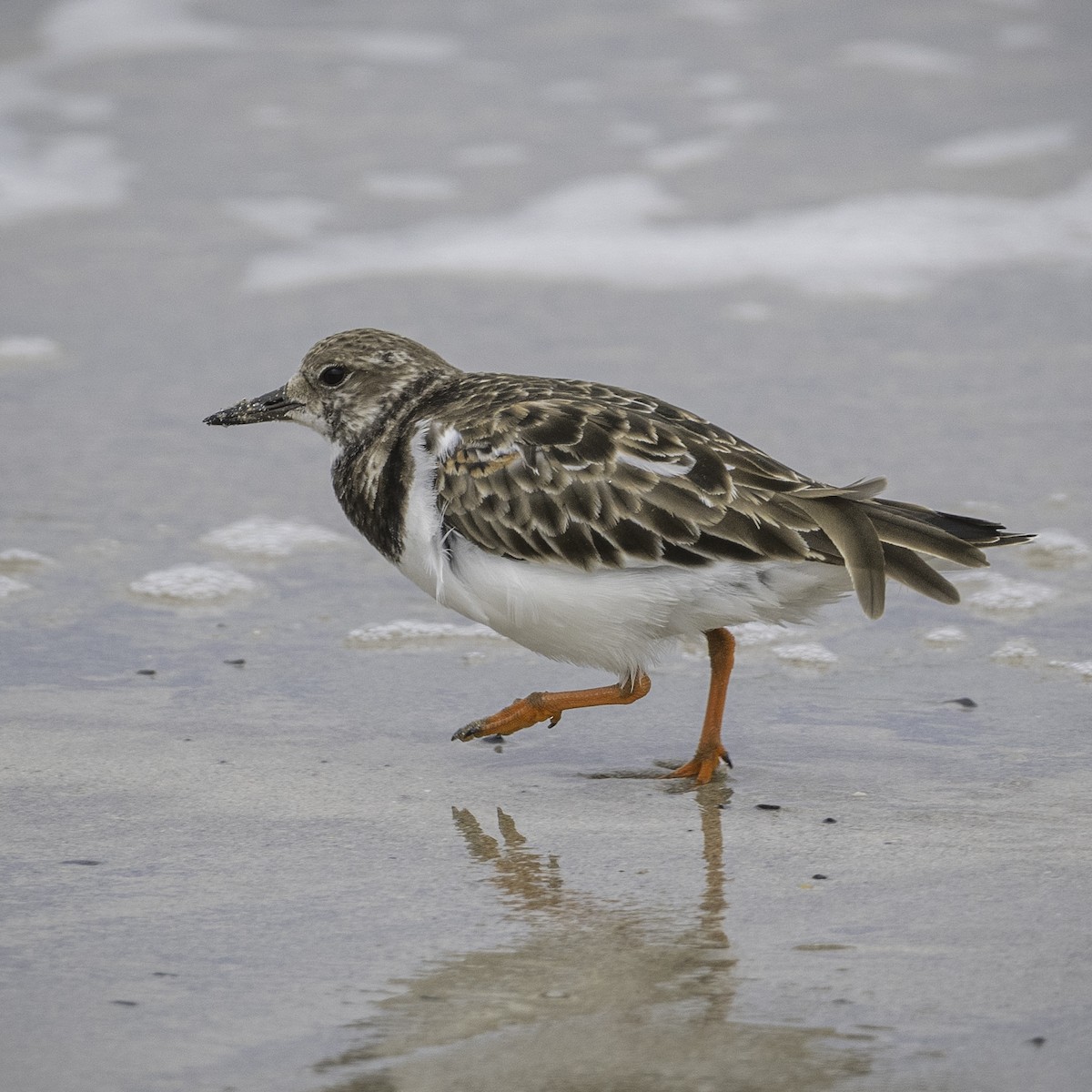 Voltapietre - ML646338463