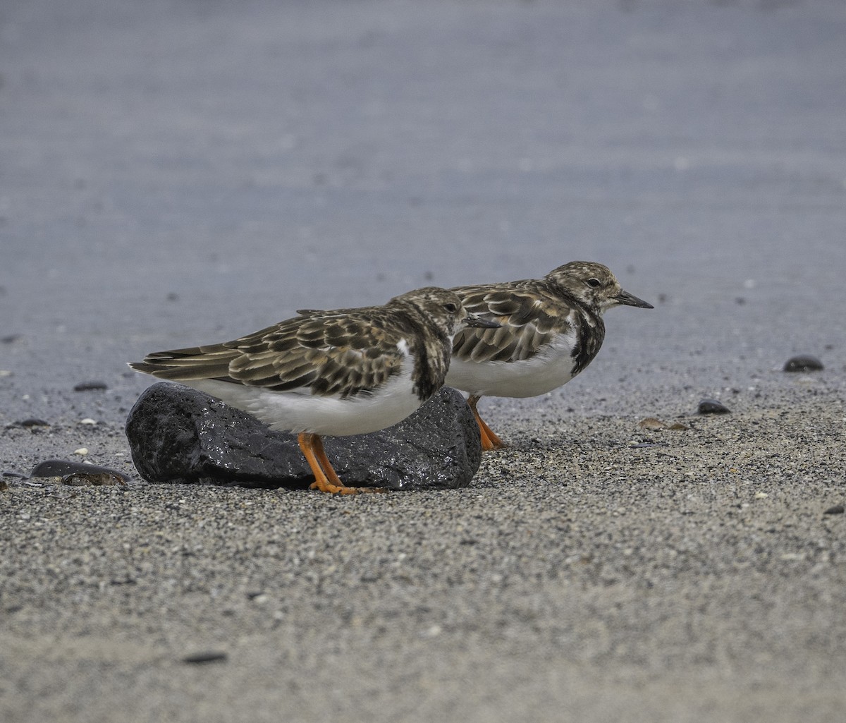 Voltapietre - ML646338464